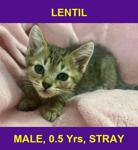 LENTIL