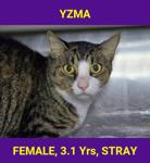 YZMA