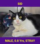 SID