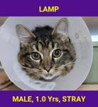 LAMP