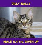 DILLY-DALLY