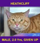 HEATHCLIFF